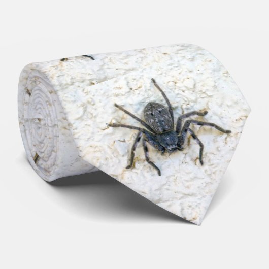 Big Vrouw Huntsman Spider, Stropdas (Opgerold)