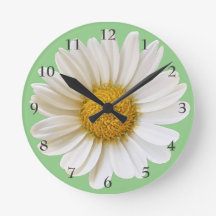 Big White Daisy over Light Sage Green