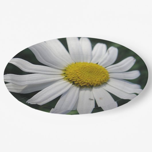Big White Daisy Papieren Bordje (Gekanteld)