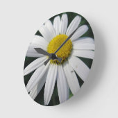 Big White Daisy   Ronde Klok (Hoek)