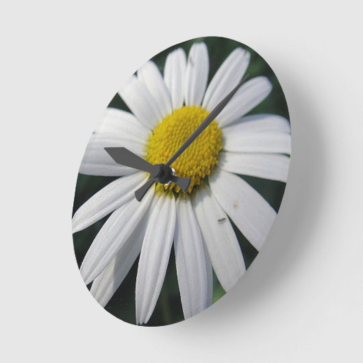 Big White Daisy   Ronde Klok (Hoek)