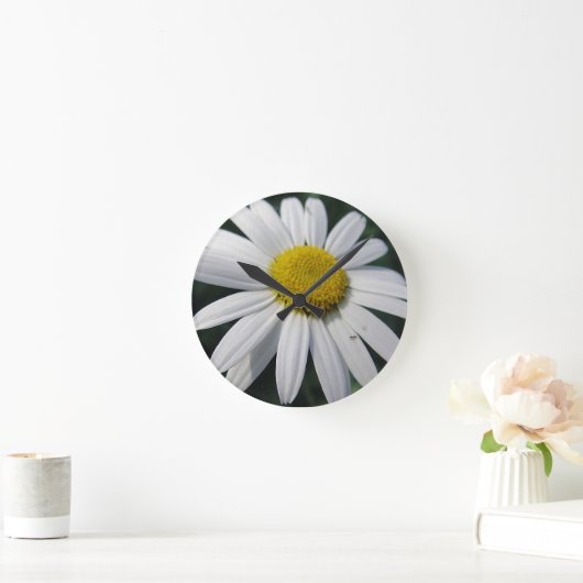 Big White Daisy   Ronde Klok (Huis)
