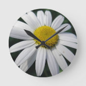 Big White Daisy   Ronde Klok (Voorkant)