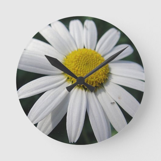 Big White Daisy   Ronde Klok (Voorkant)