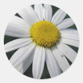Big White Daisy Ronde Sticker (Voorkant)