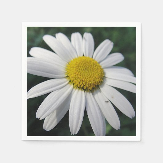 Big White Daisy Servet (Voorkant)