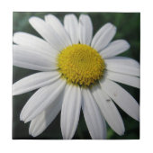 Big White Daisy   Tegeltje (Voorkant)