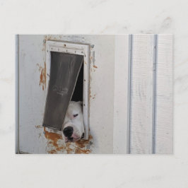 Big white dog tries to get out of little doggie do briefkaart