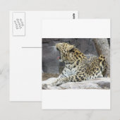 Big Yawn Briefkaart (Voorkant / Achterkant)