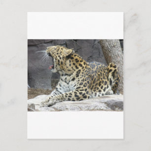 Big Yawn Briefkaart