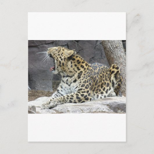 Big Yawn Briefkaart (Voorkant)