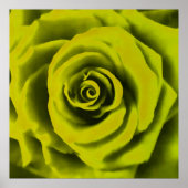 Big Yellow Rose Poster (Voorkant)