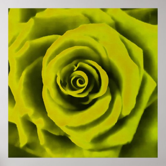Big Yellow Rose Poster (Voorkant)
