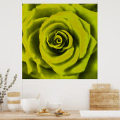 Big Yellow Rose Poster (Keuken)