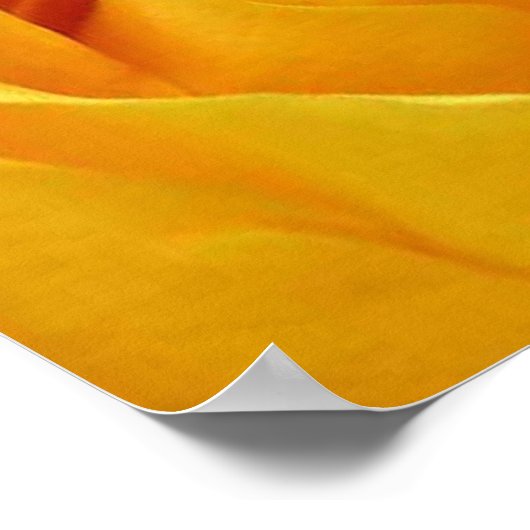 Big Yellow Rose Poster (Hoek)