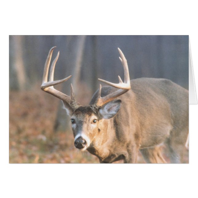 BigBoy (Voorkant Horizontaal)