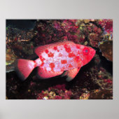 Bigeye Poster (Voorkant)