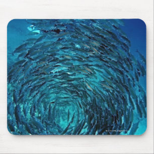 Bigeye trevally (Caranx sexfasciatus), zwemmen Muismat