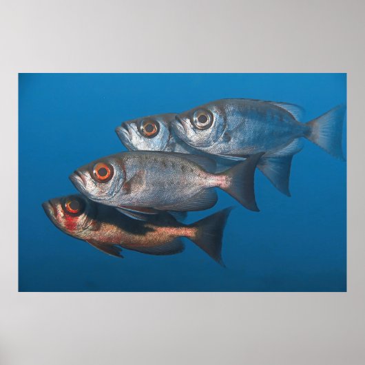 Bigeyes Poster (Voorkant)