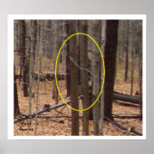 Bigfoot Behind Trees Poster (Voorkant)
