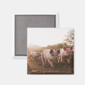Biggen in Barnyard Magneet (Voorkant / Achterkant)