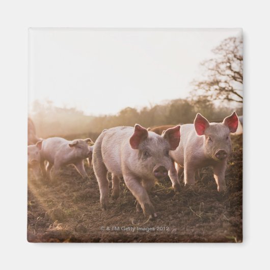 Biggen in Barnyard Magneet (Voorkant)