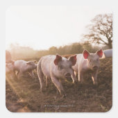 Biggen in Barnyard Vierkante Sticker (Voorkant)