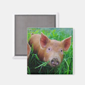 biggen kauwen gras magneet (Voorkant / Achterkant)