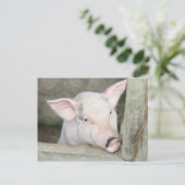 biggetje briefkaart (Staand voorkant)