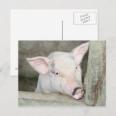 biggetje briefkaart (Voorkant / Achterkant)