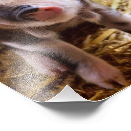 biggetje foto afdruk (Hoek)