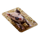 biggetje magneet (Rechterzijde)