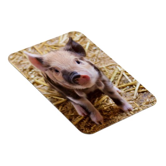 biggetje magneet (Rechterzijde)