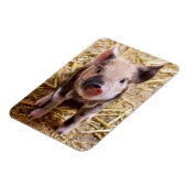 biggetje magneet (Linkerzijde)