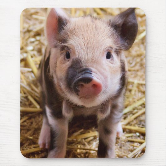 biggetje muismat (Voorkant)