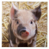 biggetje tegeltje (Voorkant)