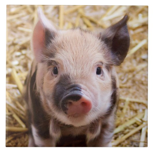 biggetje tegeltje (Voorkant)