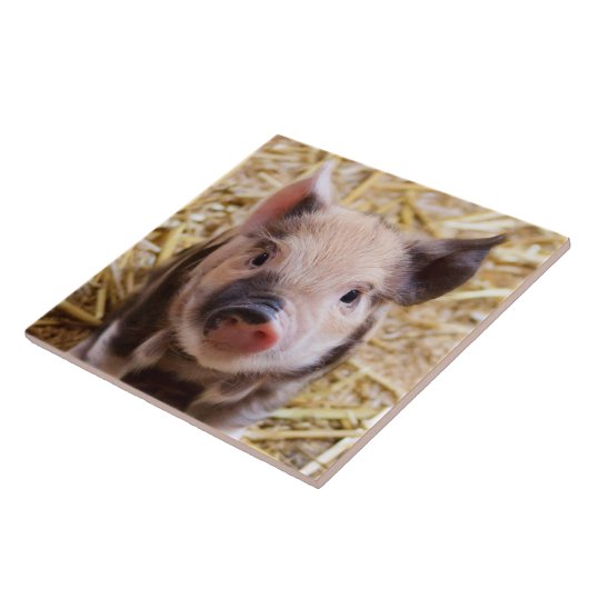 biggetje tegeltje (Zijkant)