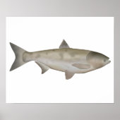 Bighead Carp Poster (Voorkant)