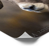 Bighorn Brothers Poster (Hoek)