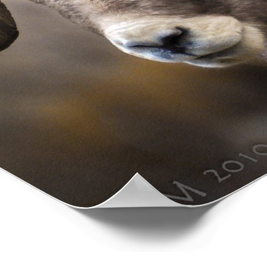 Bighorn Brothers Poster (Hoek)