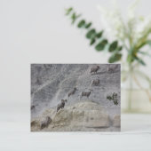 Bighorn Mountain Sheep Briefkaart (Staand voorkant)