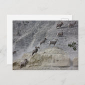 Bighorn Mountain Sheep Briefkaart (Voorkant / Achterkant)