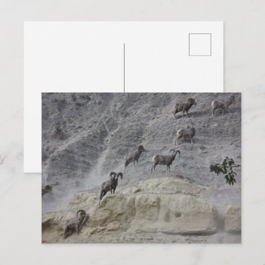 Bighorn Mountain Sheep Briefkaart (Voorkant / Achterkant)
