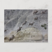 Bighorn Mountain Sheep Briefkaart (Voorkant)