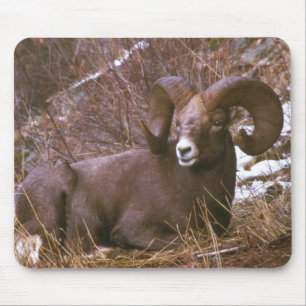 Bighorn Ram Muismat