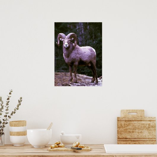 Bighorn ram poster (Keuken)
