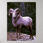 Bighorn ram poster (Voorkant)