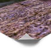 Bighorn ram poster (Hoek)