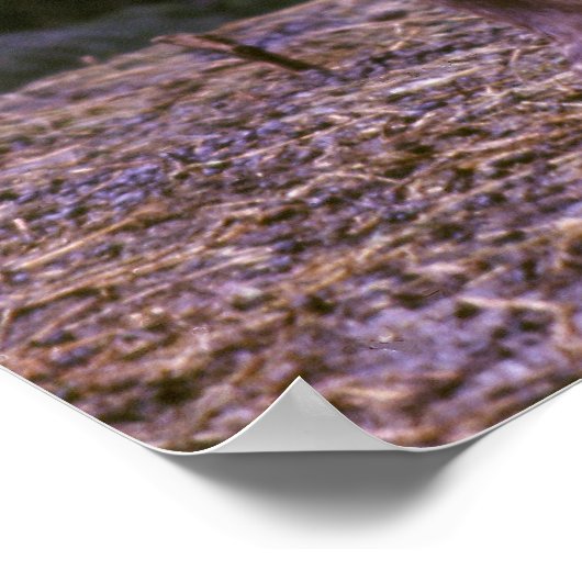 Bighorn ram poster (Hoek)